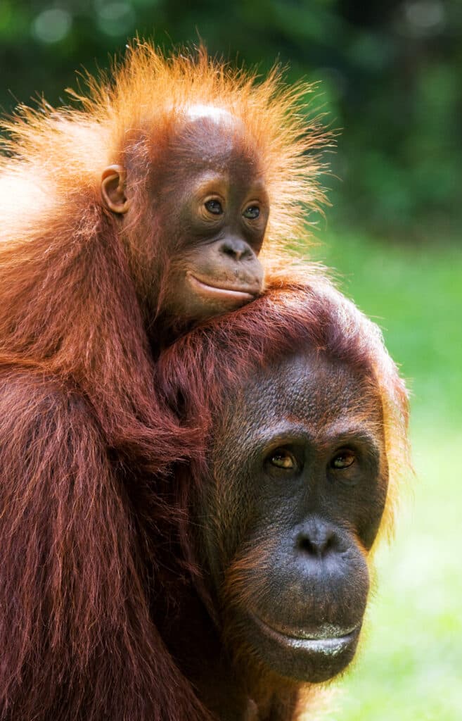 Mother and baby orangutan